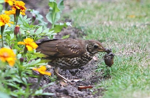 thrush with  snail